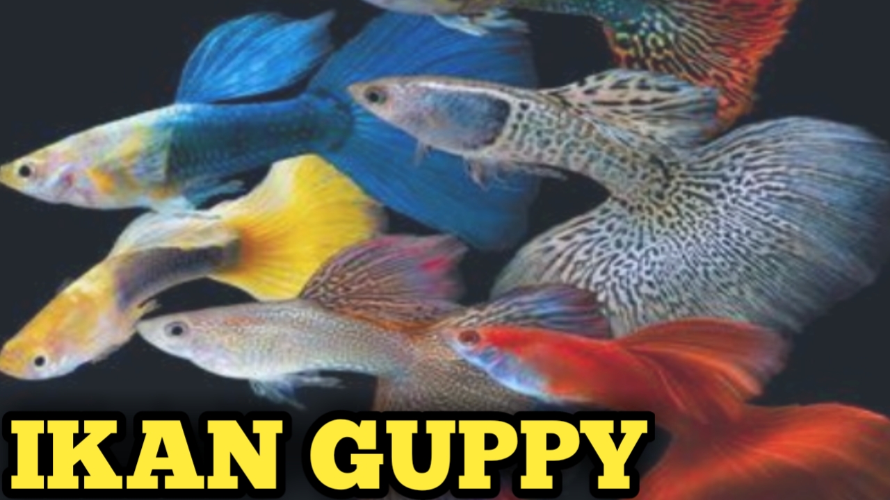 Ikan Guppy